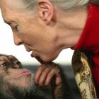 jane-goodall-Harambe