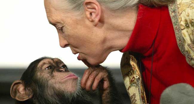 jane-goodall-Harambe