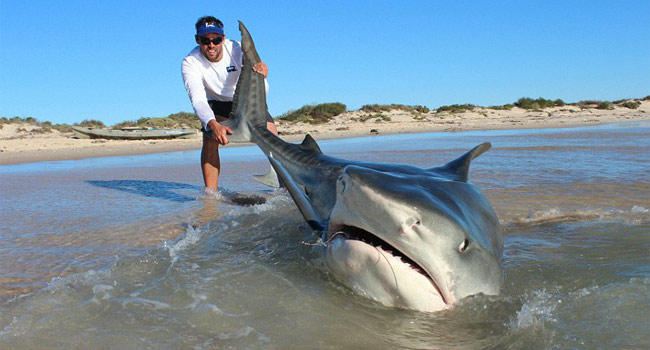 squali-tigre-australia-selfie