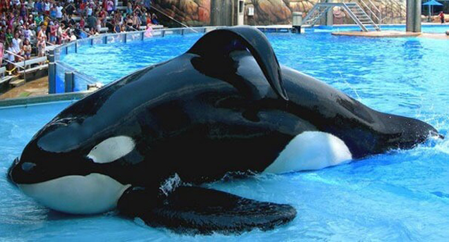 tilikum