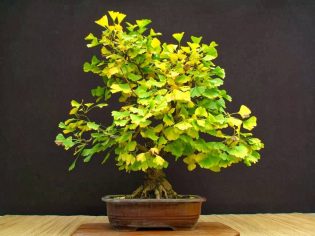 011-Ginkgo-Biloba-79cm