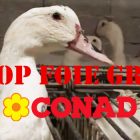 Conad foie gras