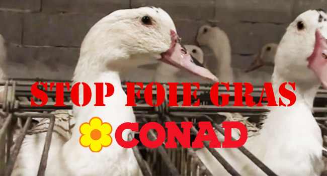 Conad foie gras