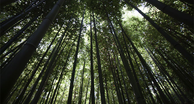 foresta-bambù
