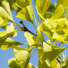 Ginko Biloba proprietà