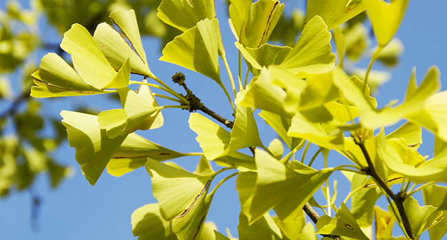 Ginko Biloba proprietà