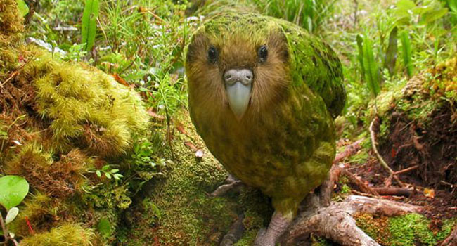 pappagallo-kakapo