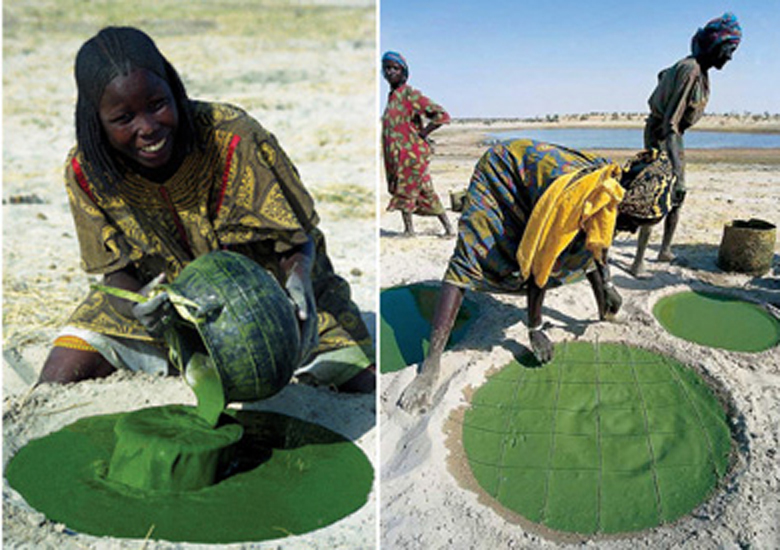 Alga spirulina raccolta