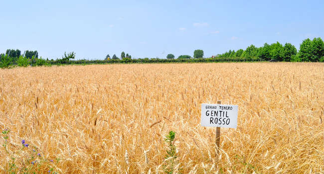 gentil-rosso-grano-antico