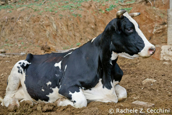 Mucca Gorgona