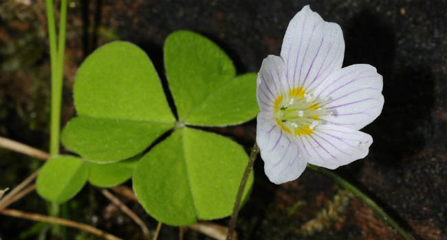 oxalis_acetosella_1