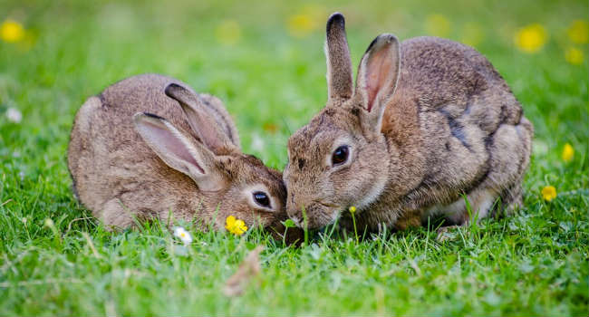 european-rabbits-bunnies-grass-wildlife-large