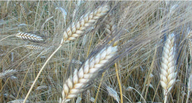 grano-senatore-cappelli-lato-orizzontale