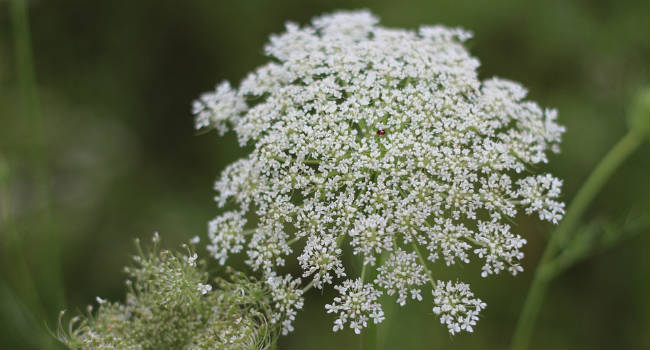 wild-fennel-963654_960_720