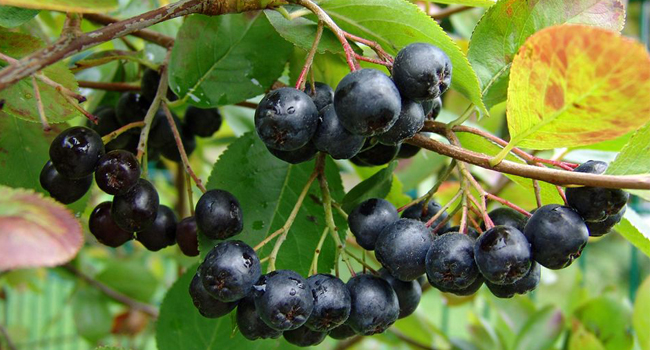 bacche-di-aronia