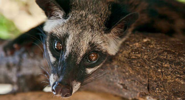 Kopi Luwak caffè zibetti