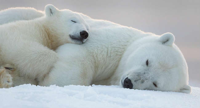 cute-baby-polar-bear-day-photography-35__880