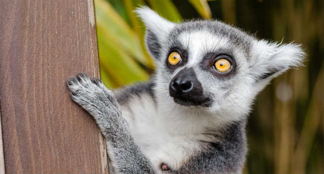 lemur-ring-tailed-lemur-primate-mammal