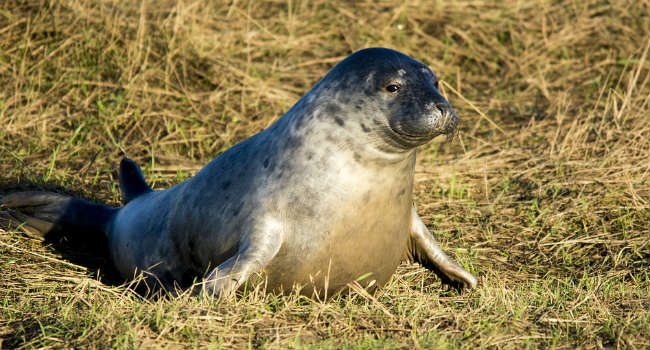 seal-1596709_960_720