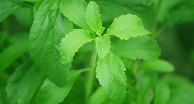 stevia-74187_960_720