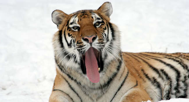 tiger-yawning-snow-adult-40553