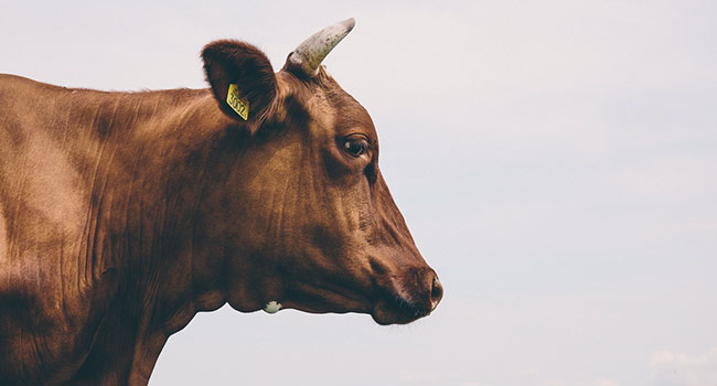 Come Funziona Una Mucca Lo Abbiamo Chiesto Ad Un Veterinario