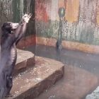 Orsi muoiono di fame zoo indonesiamo