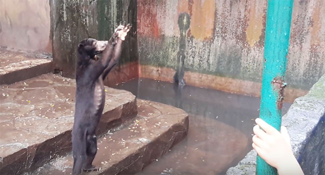 Orsi muoiono di fame zoo indonesiamo