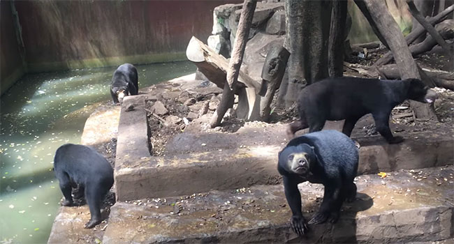 orsi zoo indonesia