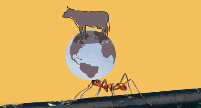 Mangini mucche a base di insetti