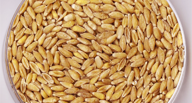 tritordeum