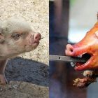 Concita di Gregorio vegetariani
