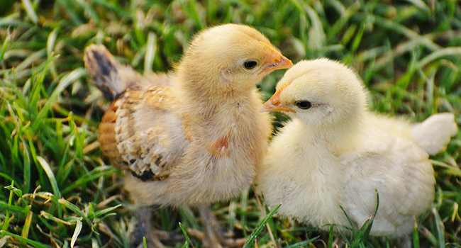 chicks-1572370_1280