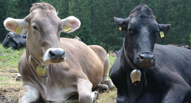 mucche allevamento