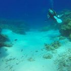 Barriera corallina autraliana morte