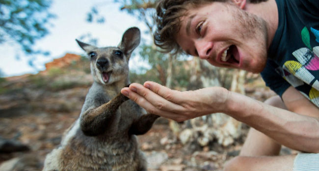 Allan Dixon wallaby