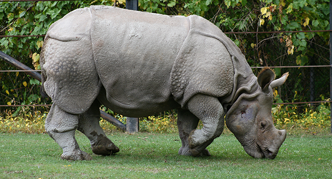 Indian_Rhino_(Rhinoceros_unicornis)1_-_Relic38