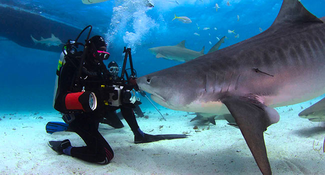 Loro coccolano gli squali: sfatare i miti con la fotografia per salvare gli animali