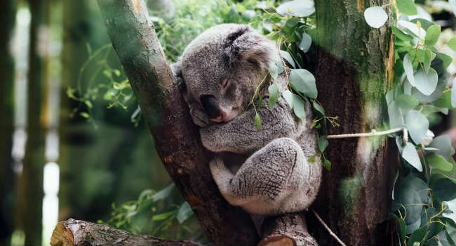 koala estinzione