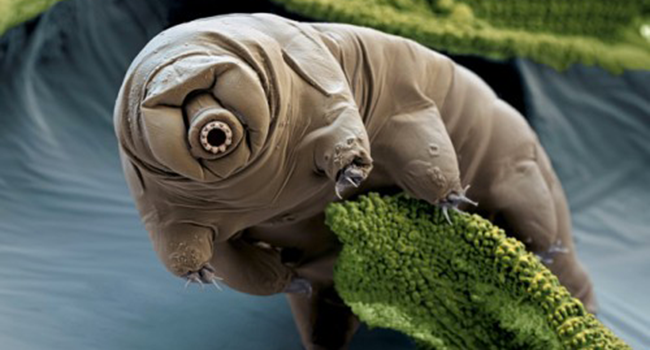 tardigrade