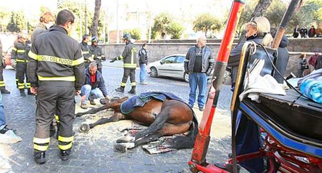 Botticelle romane incidenti cavallia