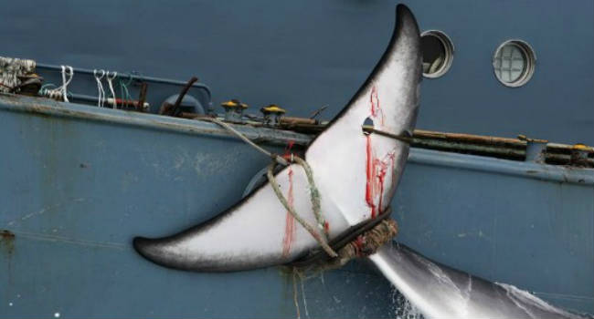 japan-whaling-tail