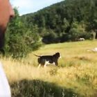Mucche liberate a Parma