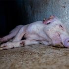 Prosciutto-di-parma-nuove-immagini indagini Essere Animali