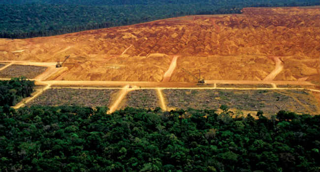 foresta amazzonica allevamenti