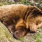 Uomo aggredito orso Trentino