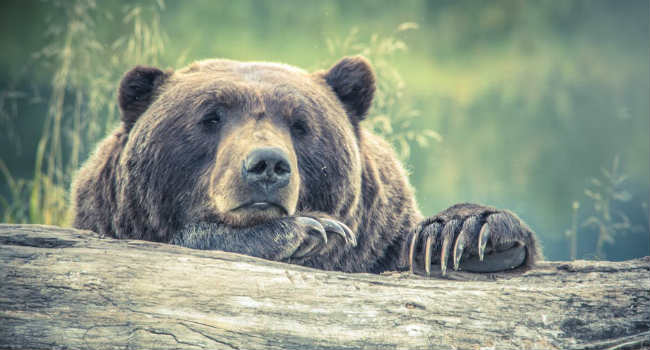 orso Trentino Marchesini