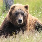 orso Trentino etologo Marchesini