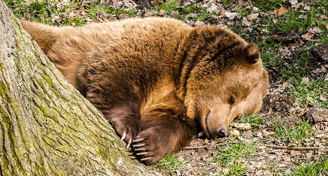 Uomo aggredito orso Trentino