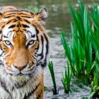tigre in via di estinzione